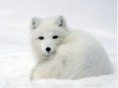 /album/galerie-de-photos-nature-technologie/screenhunter-46-jan-17-19-24-jpg/